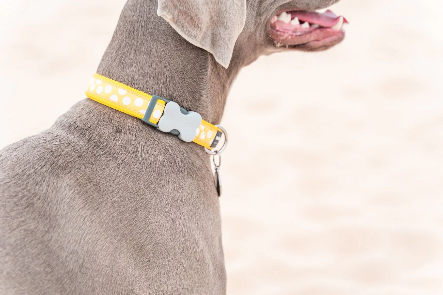 Red Dingo Dog Collar White Spots On Yellow - Image 4