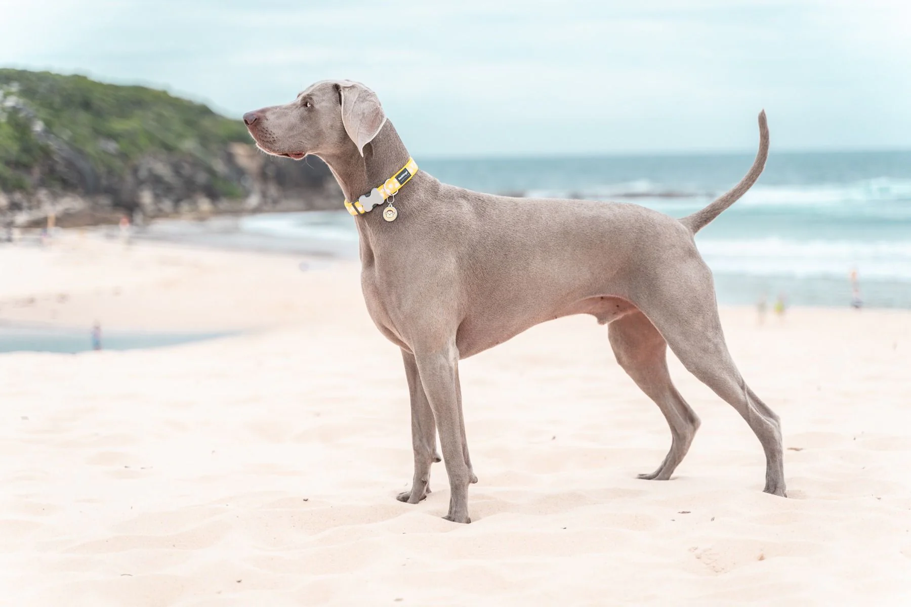 Red Dingo Dog Collar White Spots On Yellow - Image 5