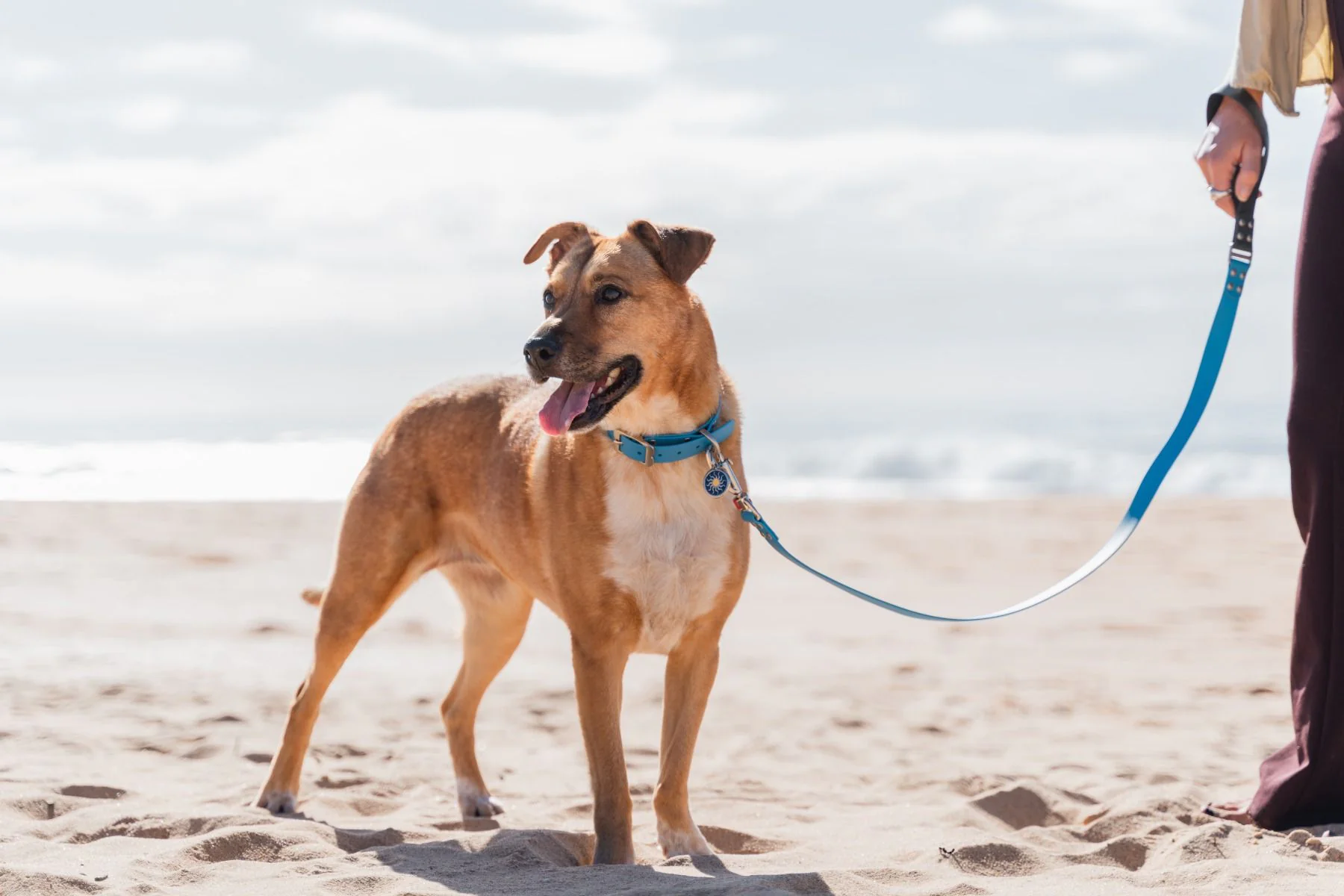 Red Dingo ID Tag Tribal Sun - Image 2