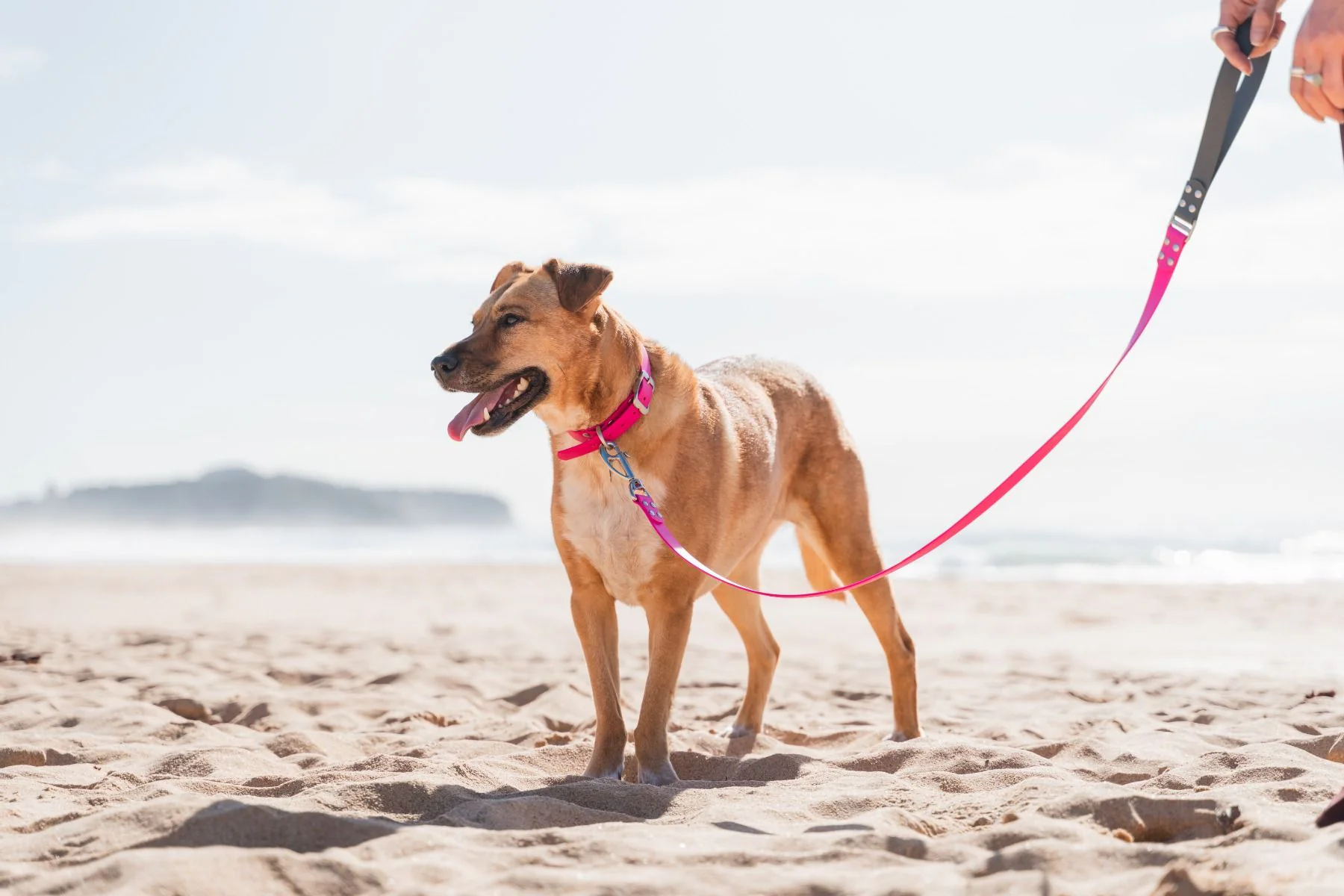 Red Dingo Waterproof Dog Lead VIVID Hot Pink - Image 2