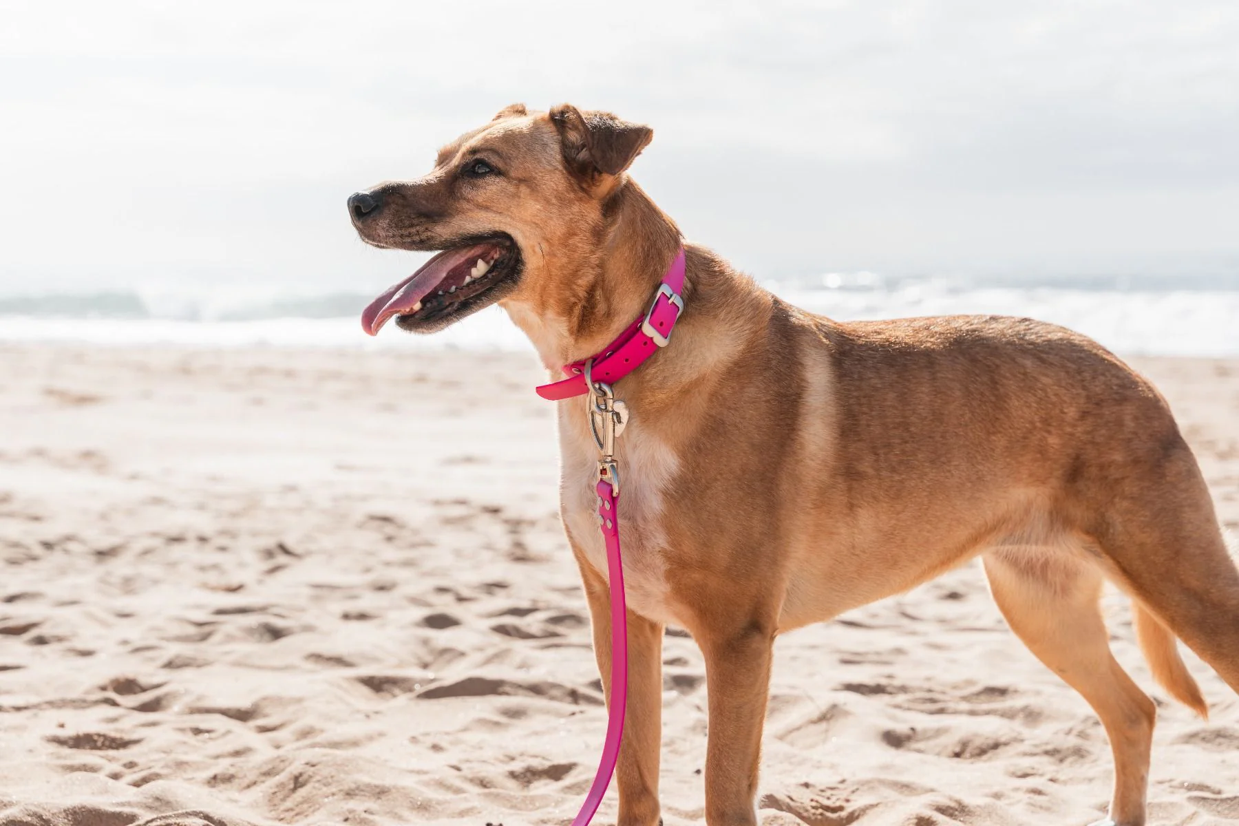 Red Dingo Waterproof Dog Collar VIVID Hot Pink - Image 2