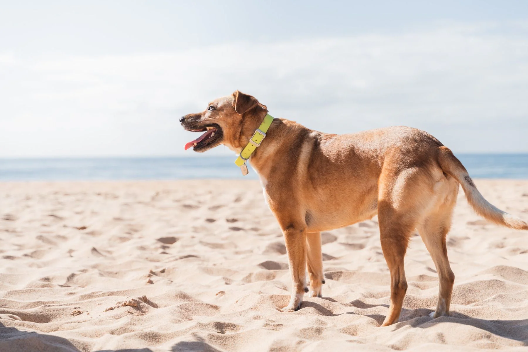 Red Dingo Waterproof Dog Collar VIVID Lime Green - Image 2