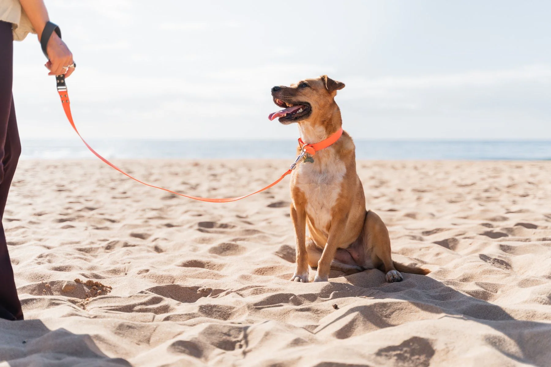 Red Dingo ID Tag Brass Bone - Image 3