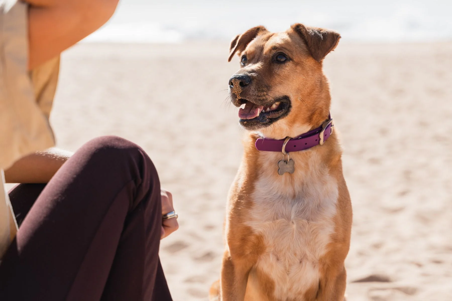 Red Dingo Waterproof Dog Collar VIVID Purple - Image 2