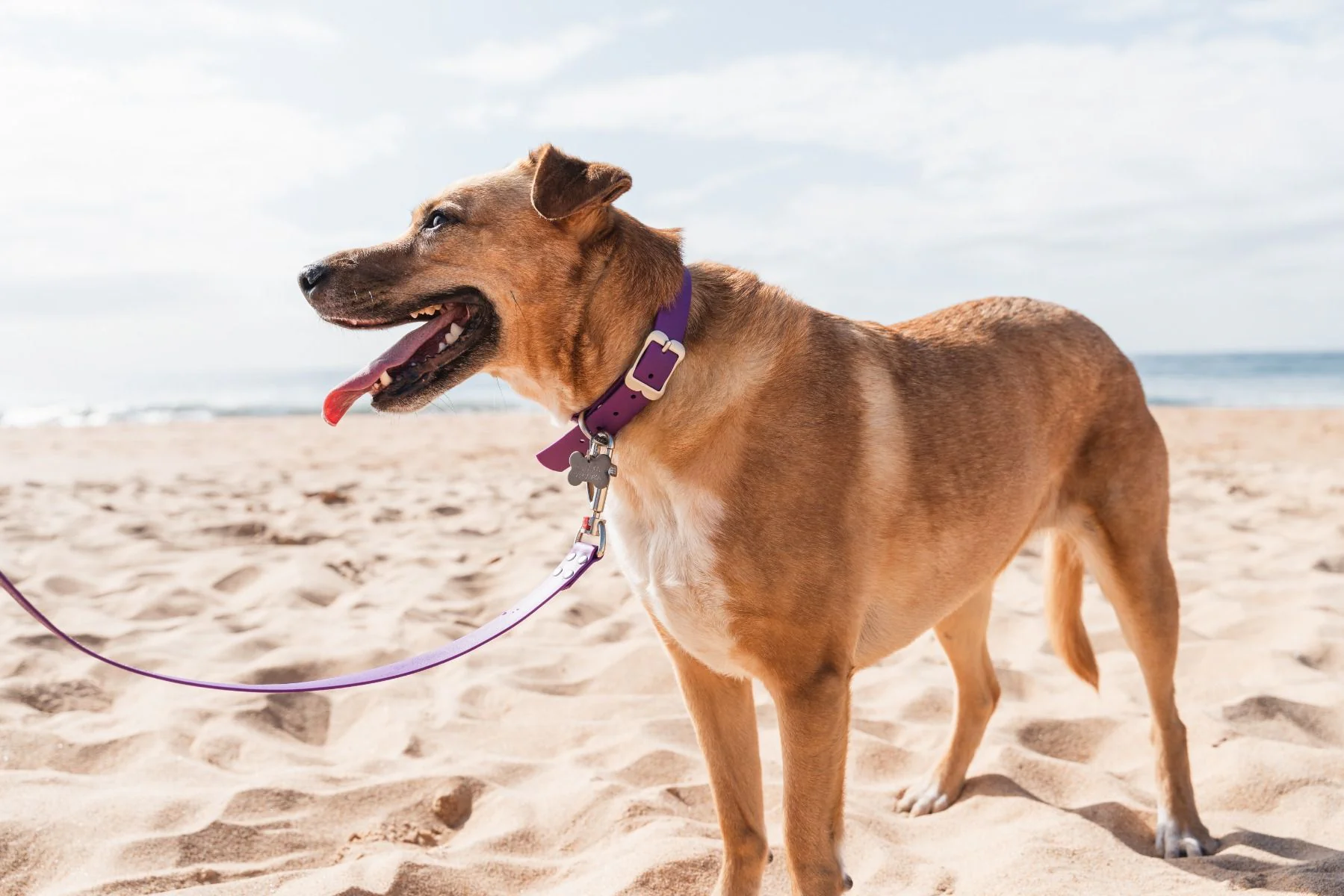Red Dingo Waterproof Dog Collar VIVID Purple - Image 3