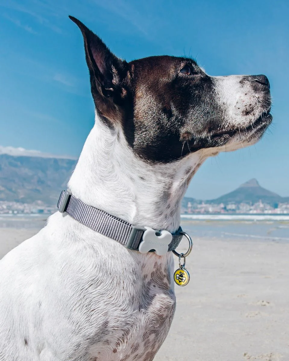 Red Dingo Dog Collar Plain Cool Grey - Image 3