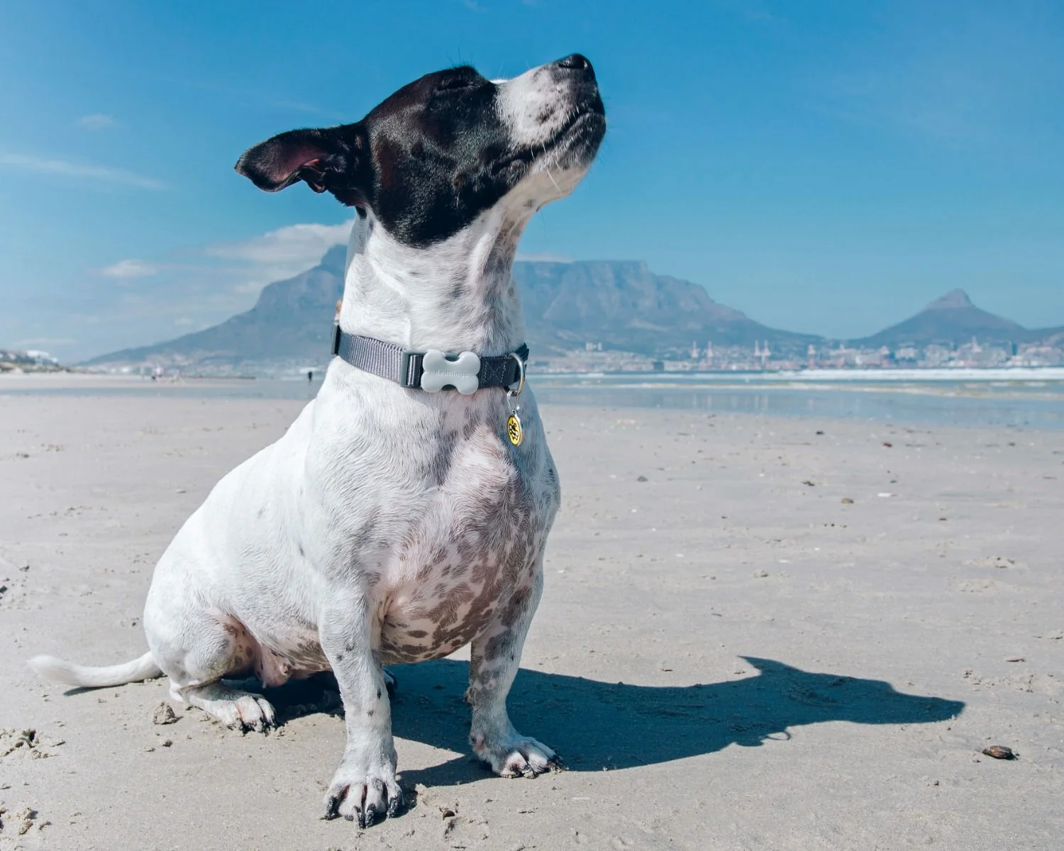 Red Dingo Dog Collar Plain Cool Grey - Image 4