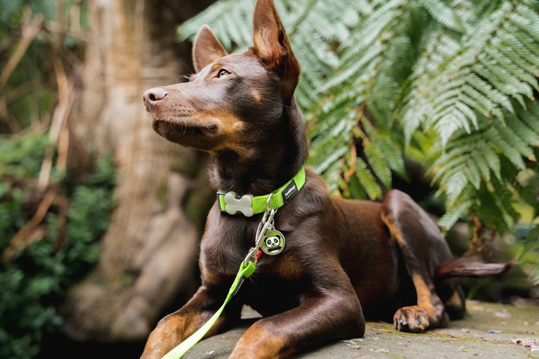 Red Dingo Dog Collar Plain Lime Green - Image 3