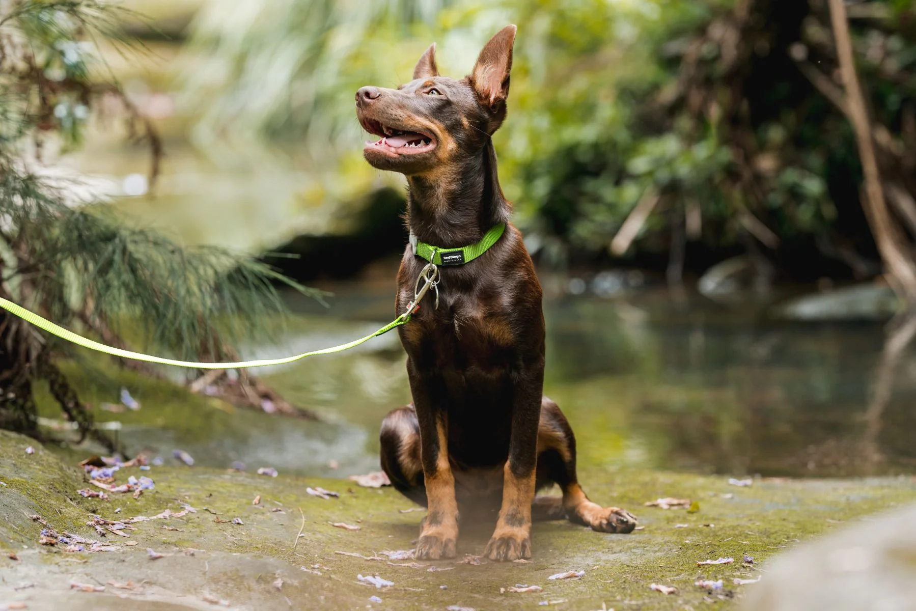 Red Dingo Dog Collar Plain Lime Green - Image 5