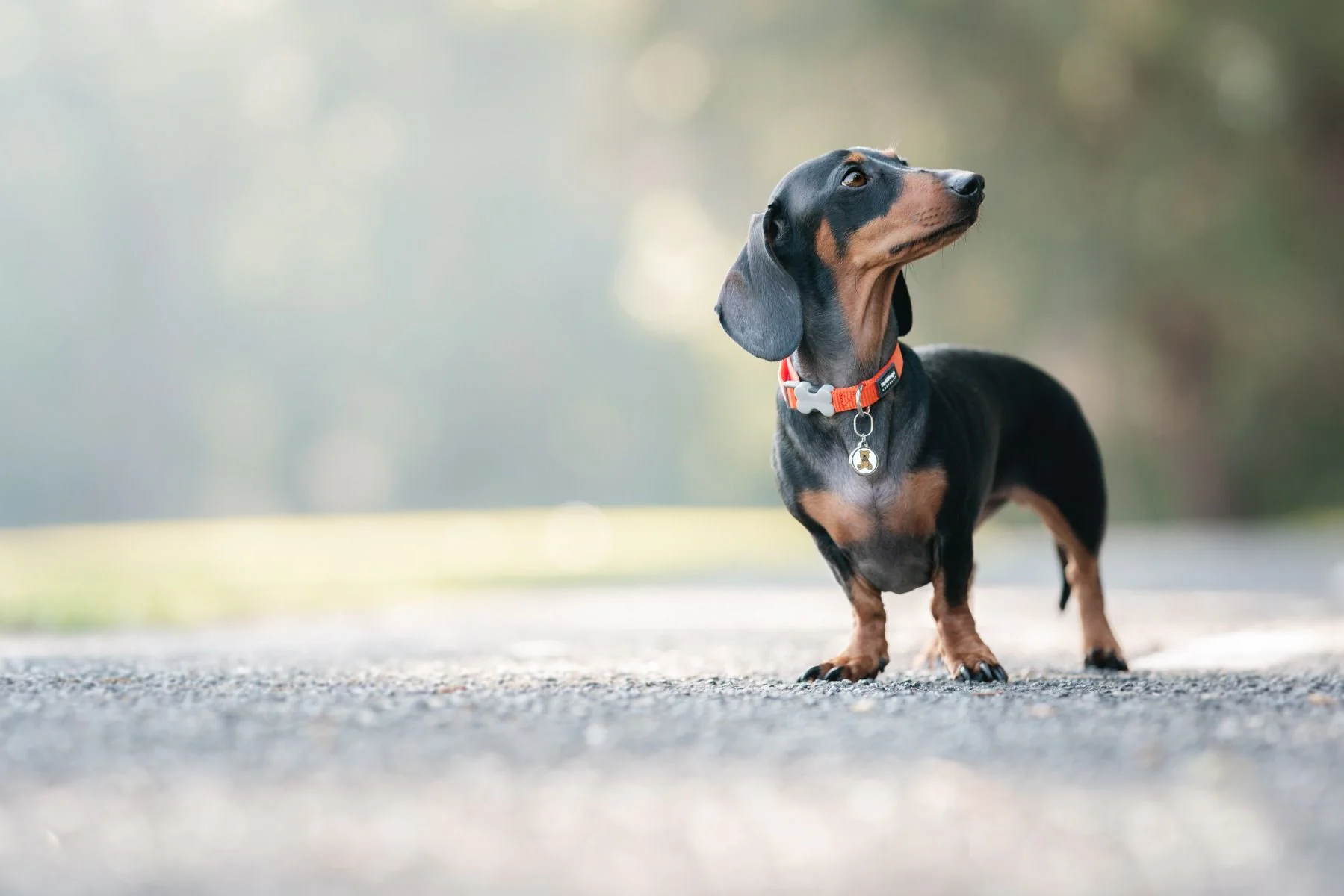 Red Dingo Dog Collar Plain Orange - Image 3
