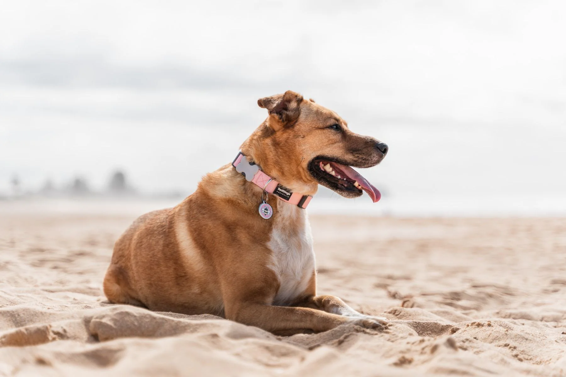 Red Dingo ID Tag Bumble Bee - Image 4