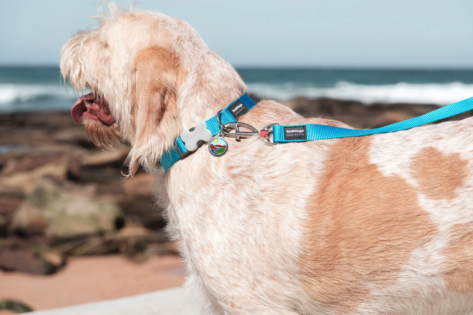 Red Dingo Dog Collar Plain Turquoise - Image 5
