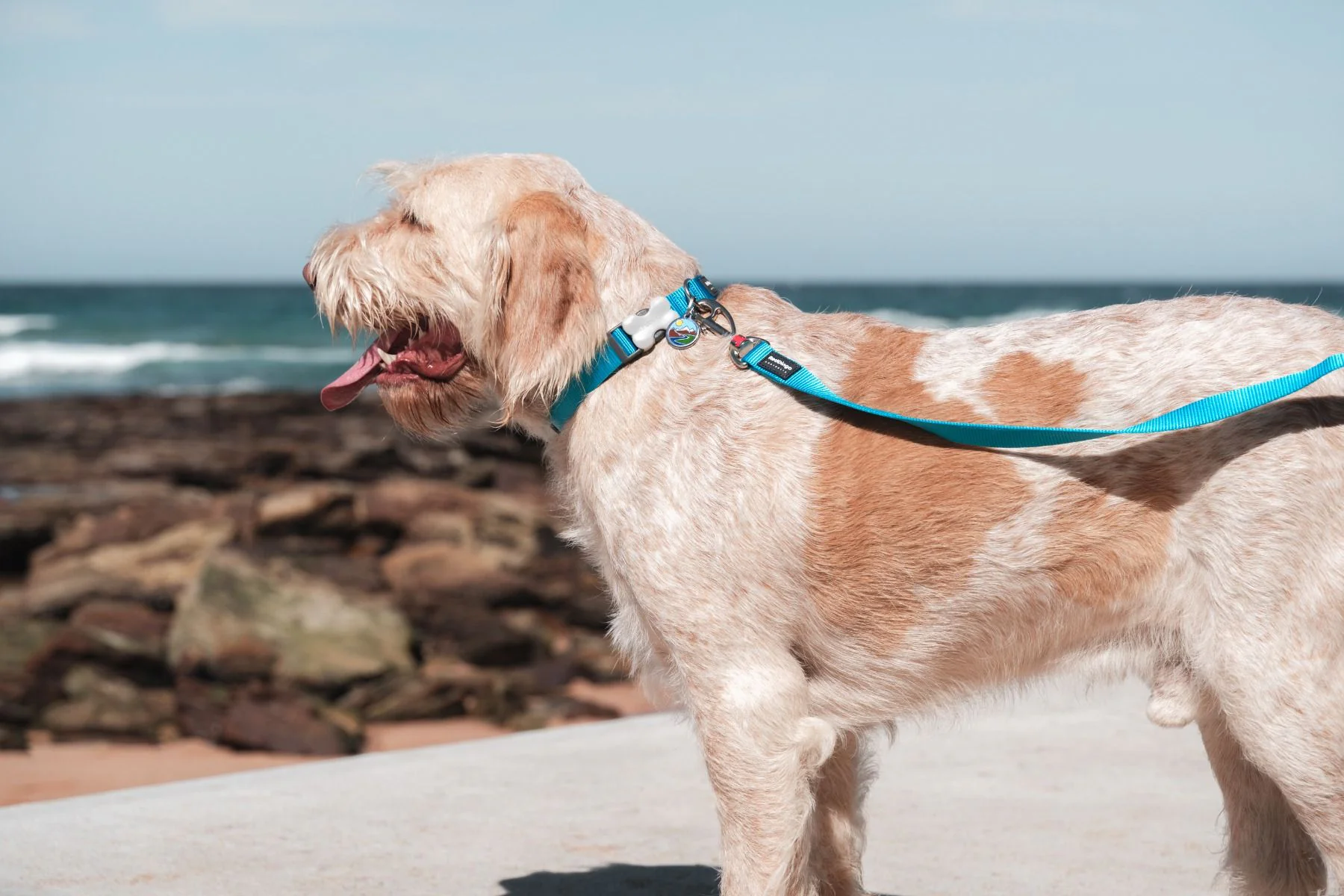 Red Dingo Dog Collar Plain Turquoise - Image 3
