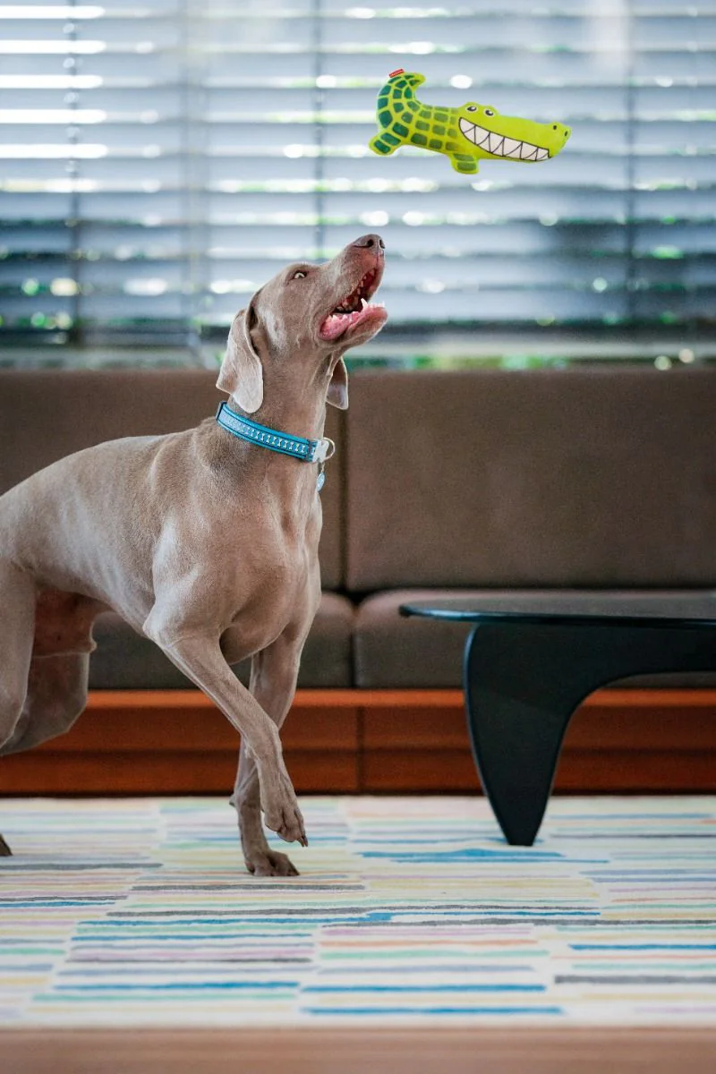 Red Dingo DURABLES Toys Crocodile Green - Image 2