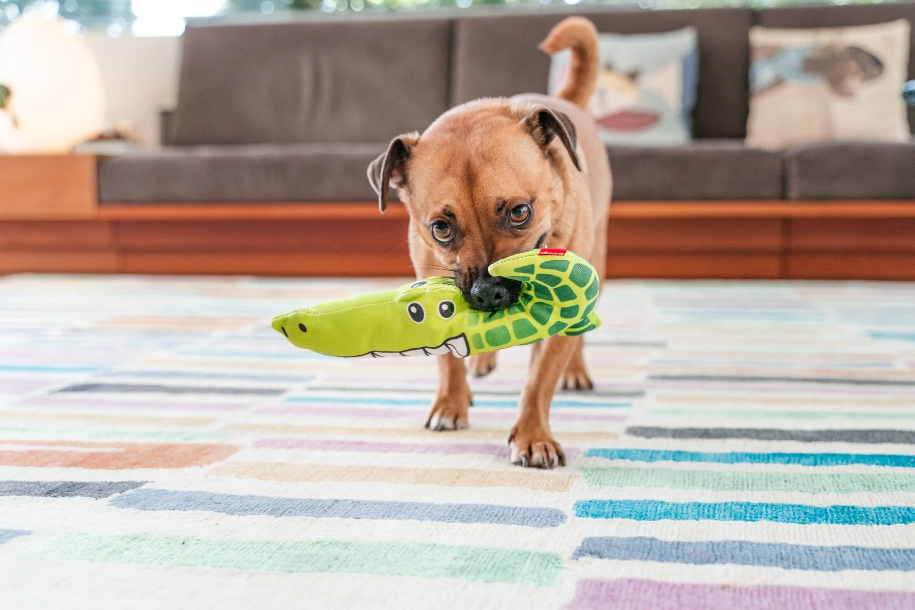 Red Dingo DURABLES Toys Crocodile Green - Image 3