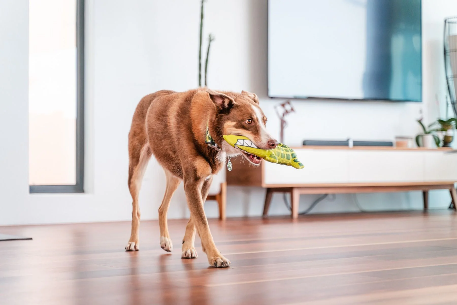 Red Dingo DURABLES Toys Crocodile Green - Image 4