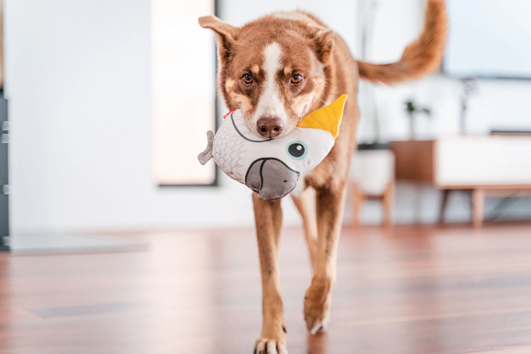 Red Dingo DURABLES Toys Cockatoo White - Image 2