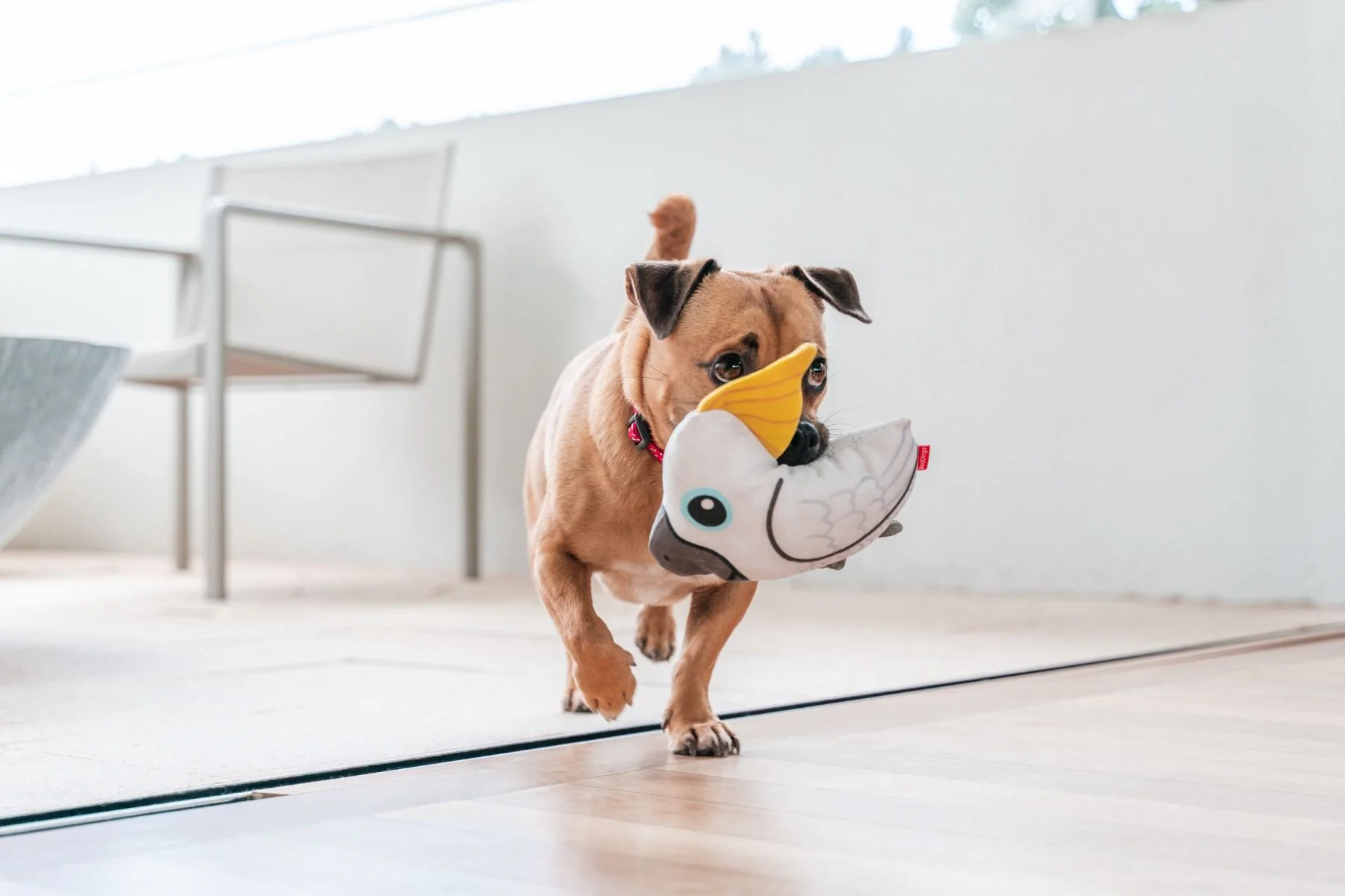 Red Dingo DURABLES Toys Cockatoo White - Image 3