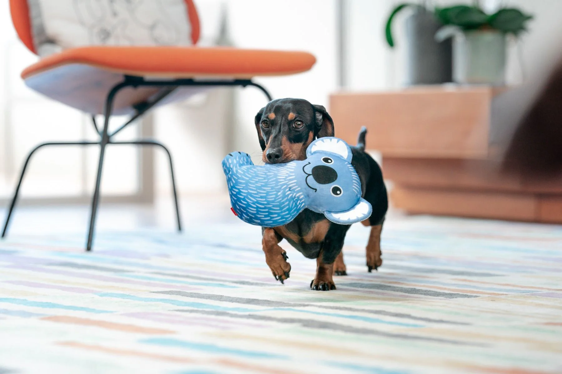 Red Dingo DURABLES Toys Koala Blue - Image 2