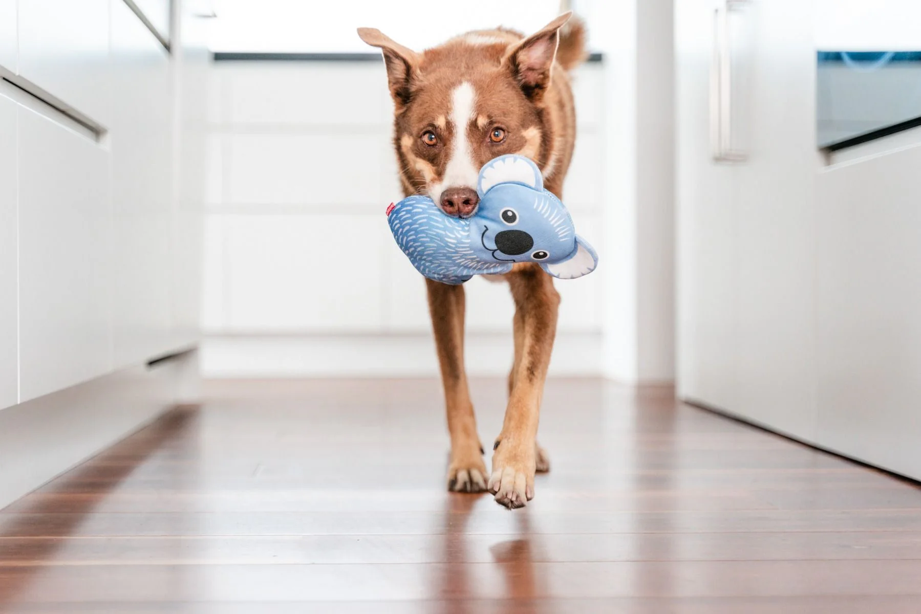 Red Dingo DURABLES Toys Koala Blue - Image 3