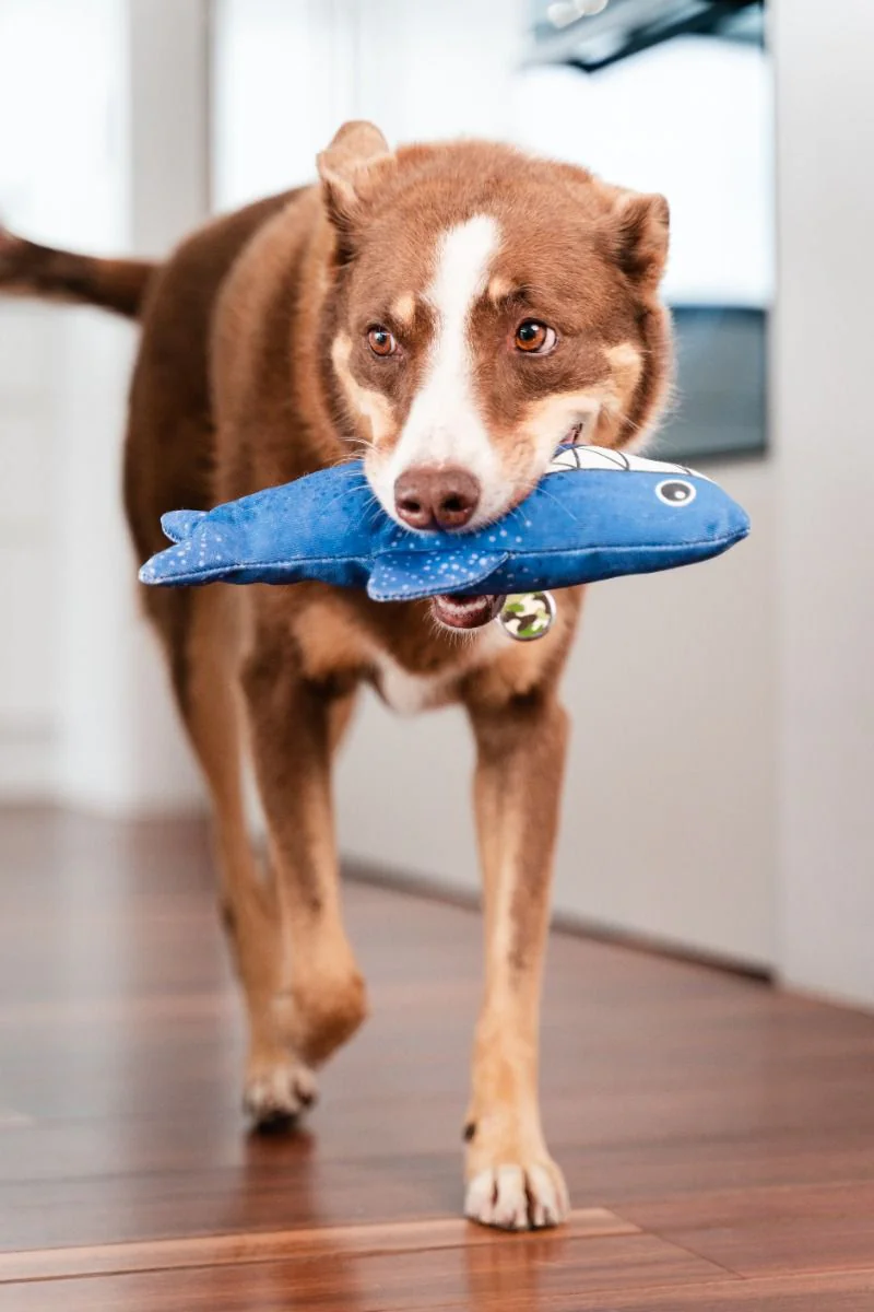 Red Dingo DURABLES Toys Shark Blue - Image 3