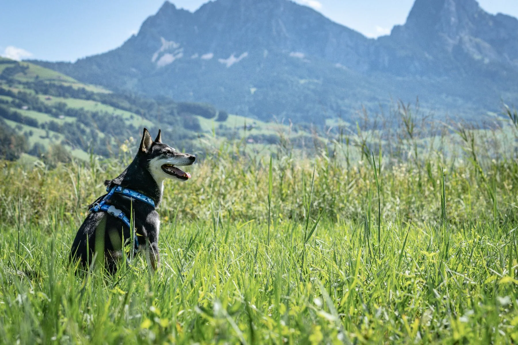 Red Dingo Dog Harness Camouflage Dark Blue - Image 3