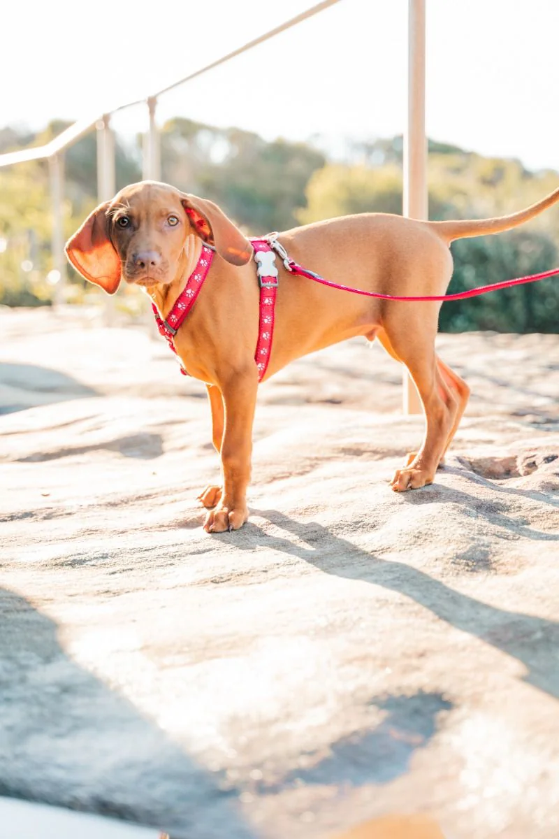 Red Dingo Dog Harness Desert Paws Red - Image 4