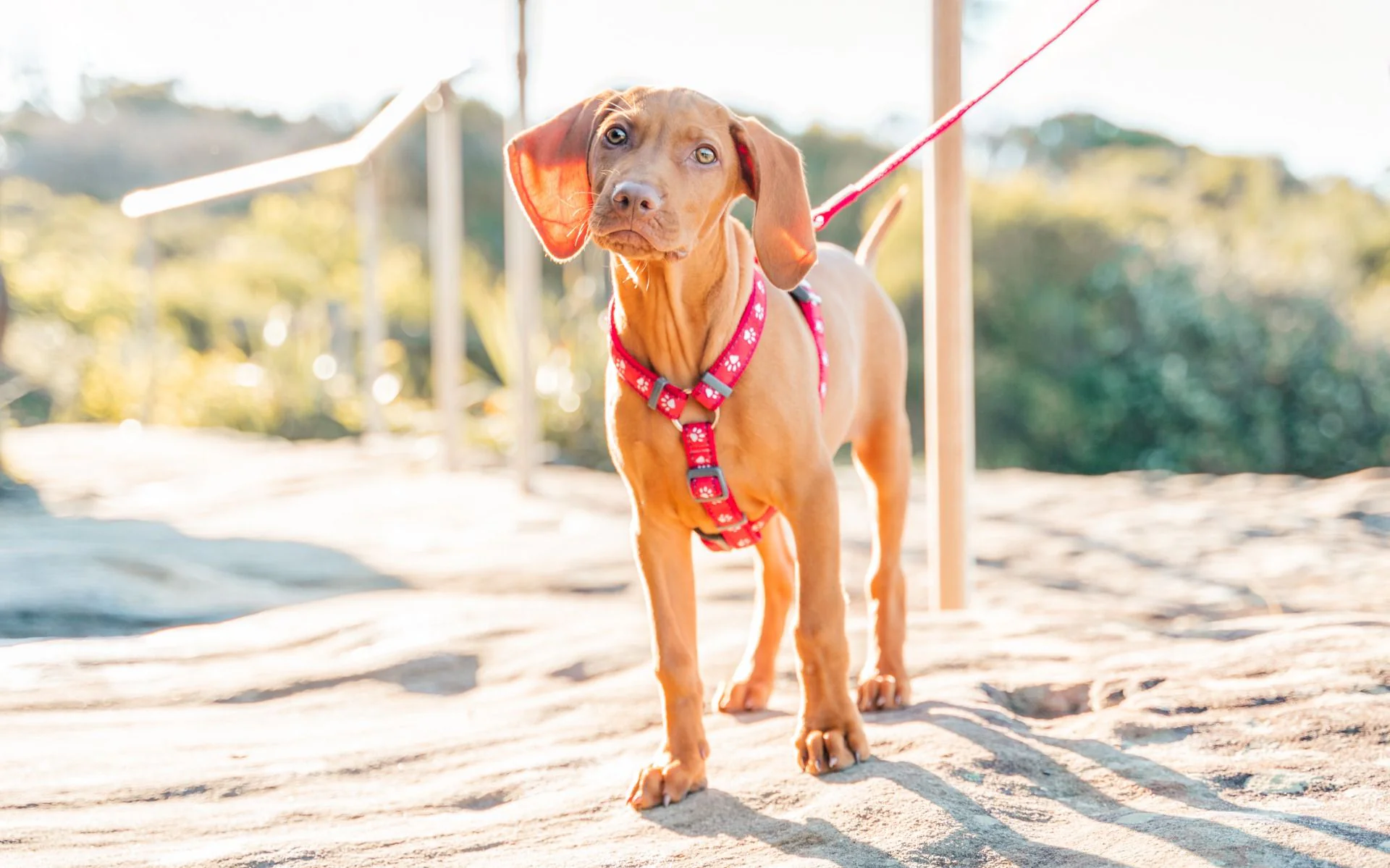Red Dingo Dog Harness Desert Paws Red - Image 3