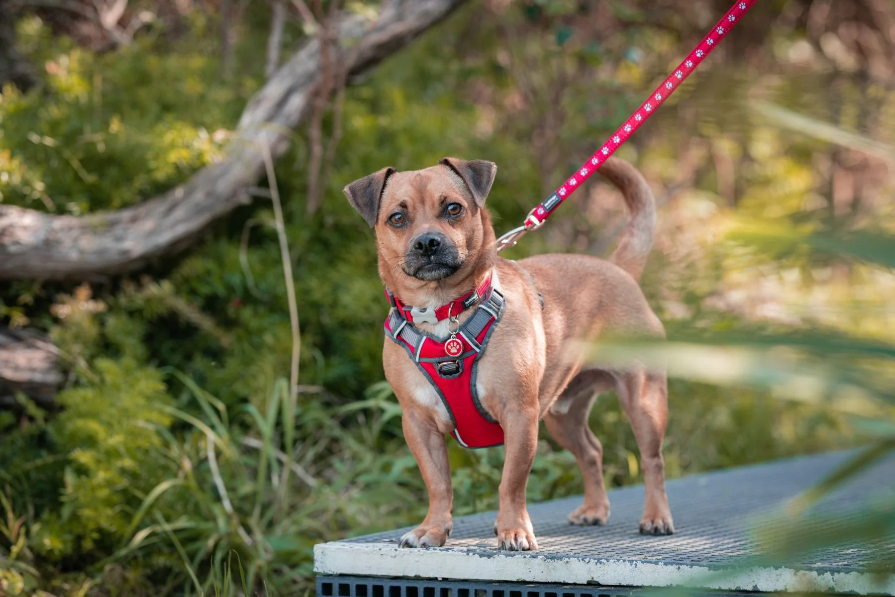 Red Dingo Padded Dog Harness Red - Image 3