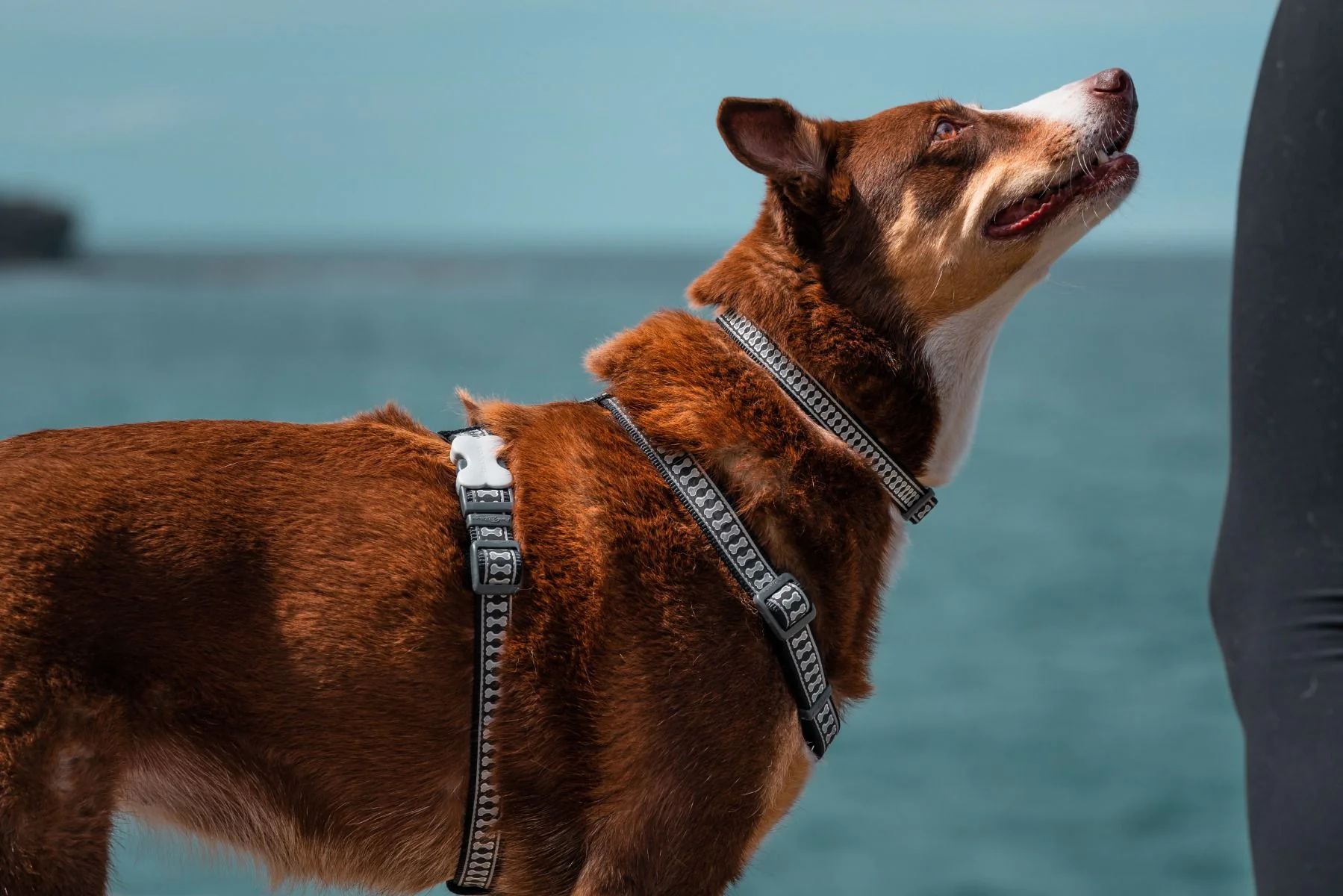 Red Dingo Dog Harness Reflective Bones Black - Image 3