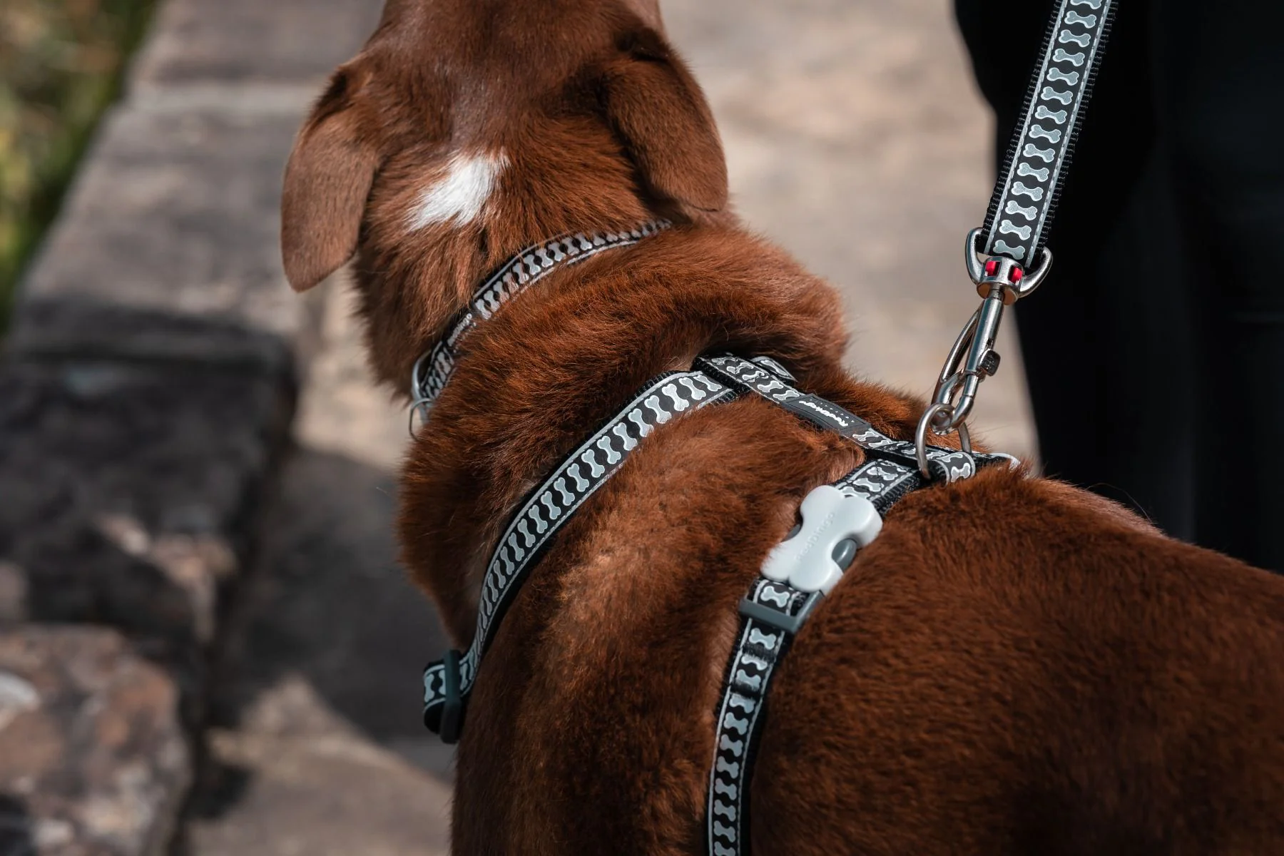 Red Dingo Dog Harness Reflective Bones Black - Image 4