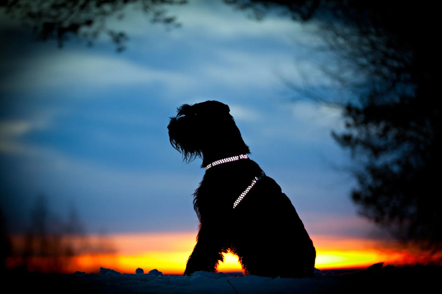 Red Dingo Dog Harness Reflective Ziggy Purple - Image 3