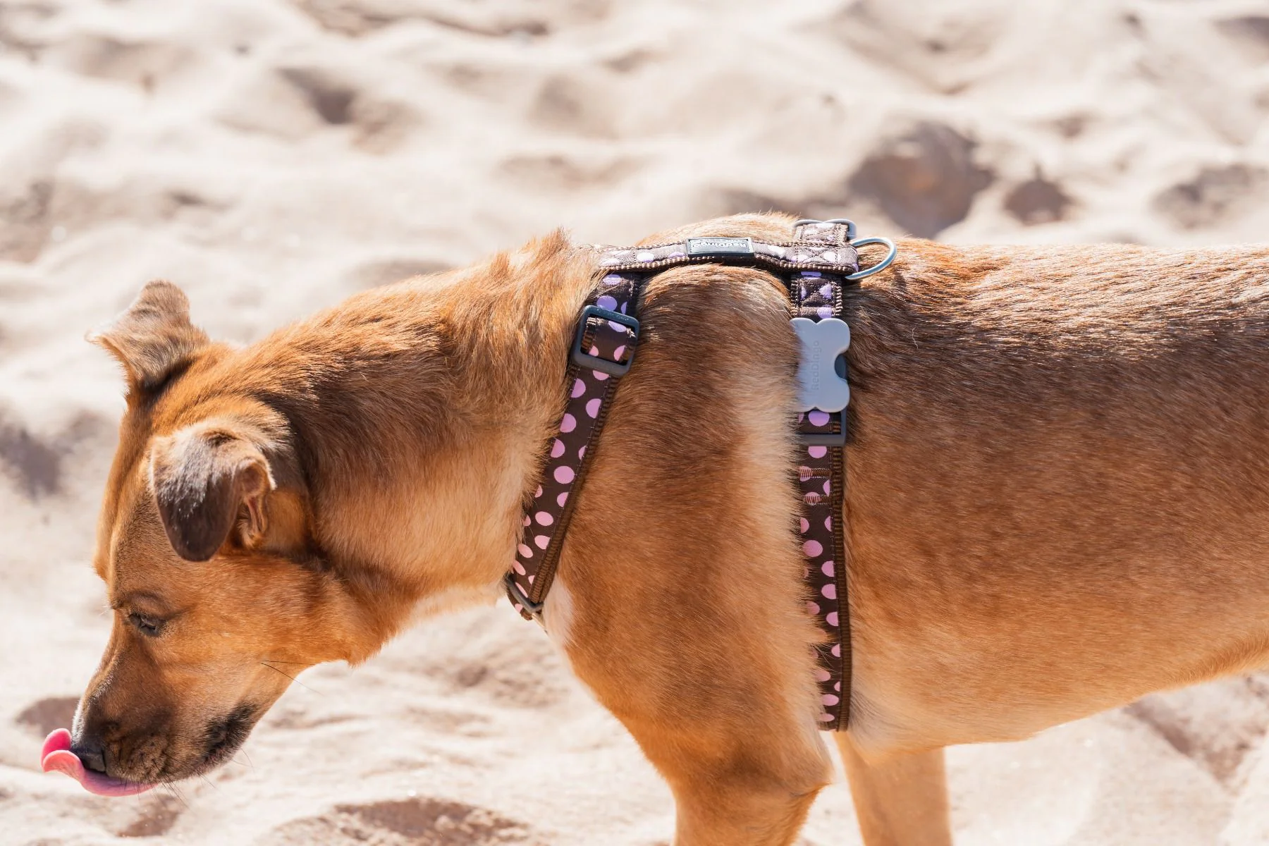 Red Dingo Dog Harness Pink Spots On Brown - Image 3