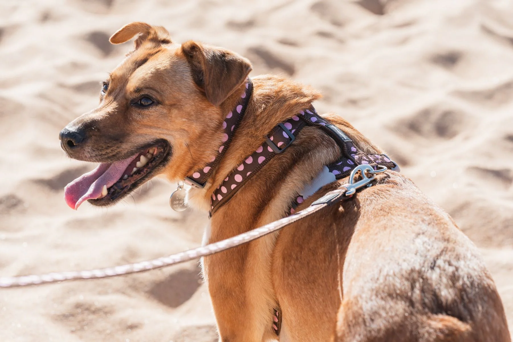 Red Dingo Dog Harness Pink Spots On Brown - Image 4