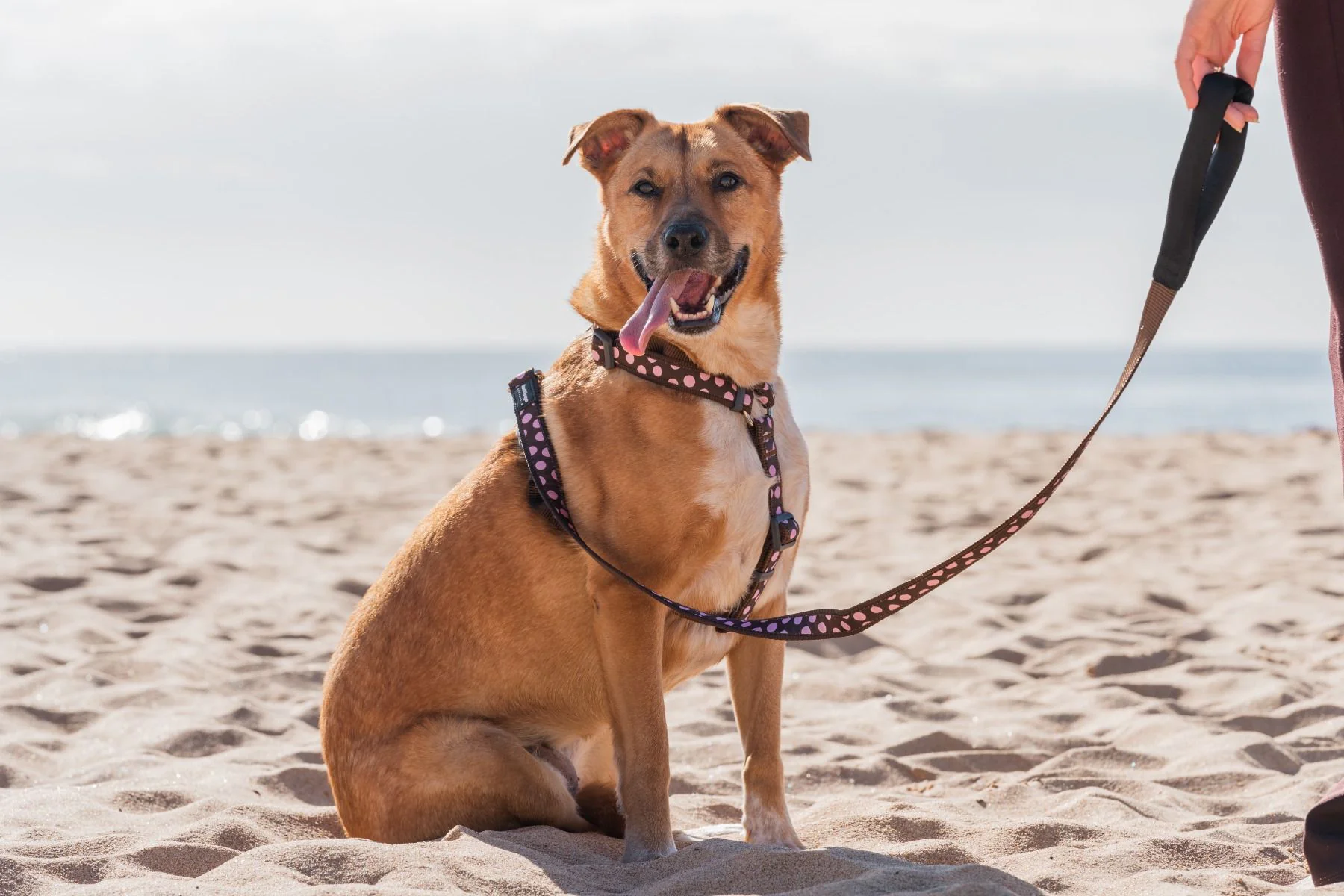 Red Dingo Dog Lead Pink Spots On Brown - Image 3