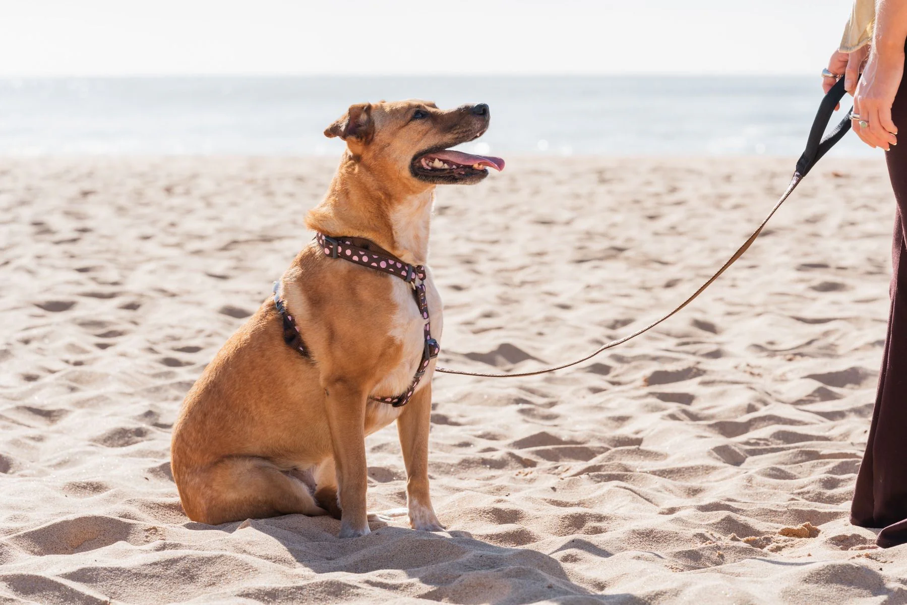 Red Dingo Dog Lead Pink Spots On Brown - Image 5