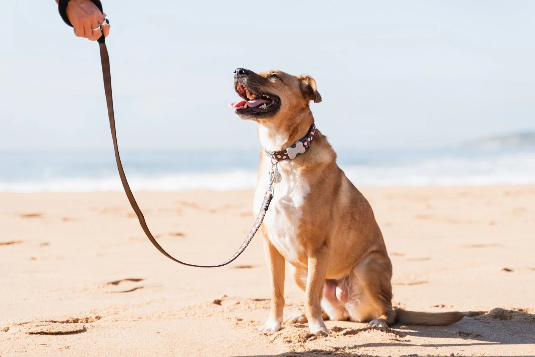 Red Dingo Dog Collar Pink Spots On Brown - Image 3