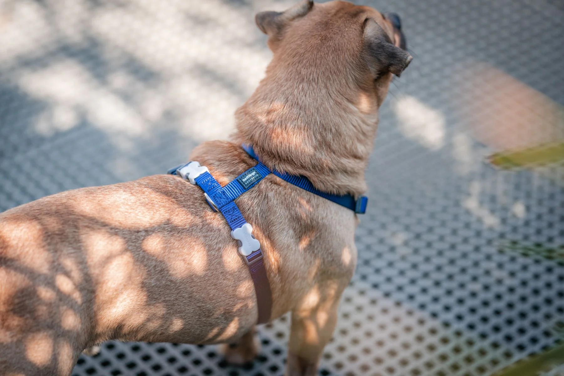 Red Dingo Dog Harness Plain Dark Blue - Image 3