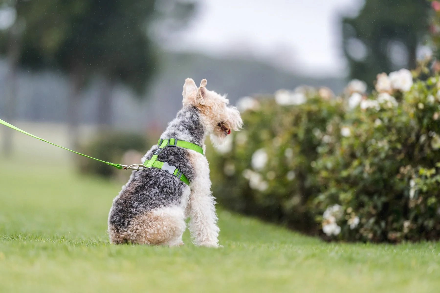 Red Dingo Dog Harness Plain Lime Green - Image 3