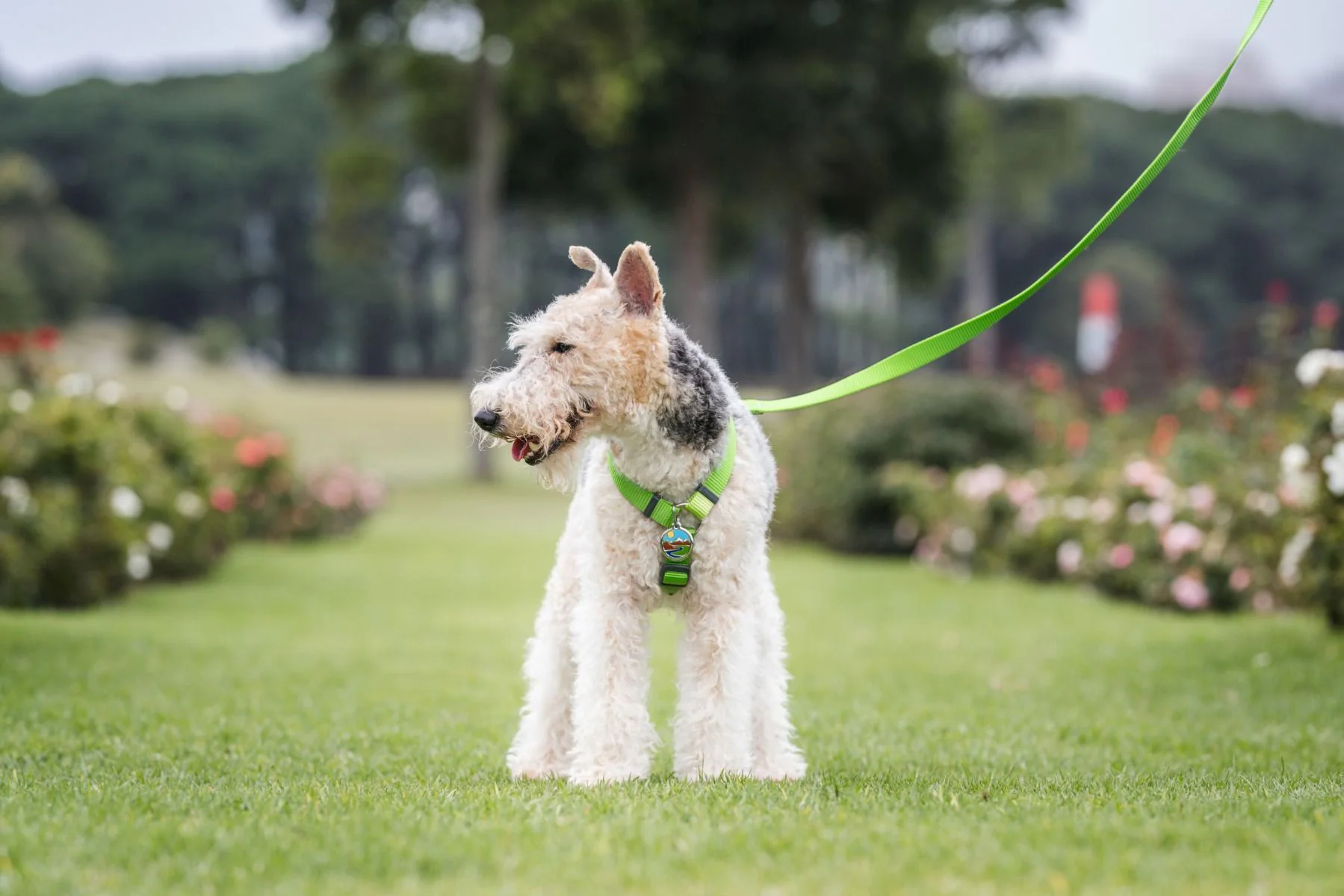 Red Dingo Dog Harness Plain Lime Green - Image 4