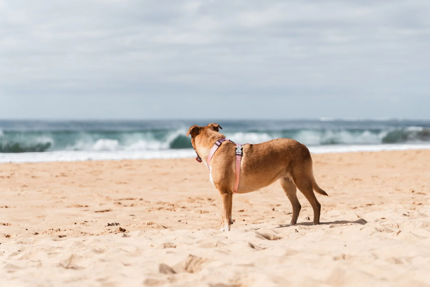 Red Dingo Dog Harness Plain Pink - Image 4