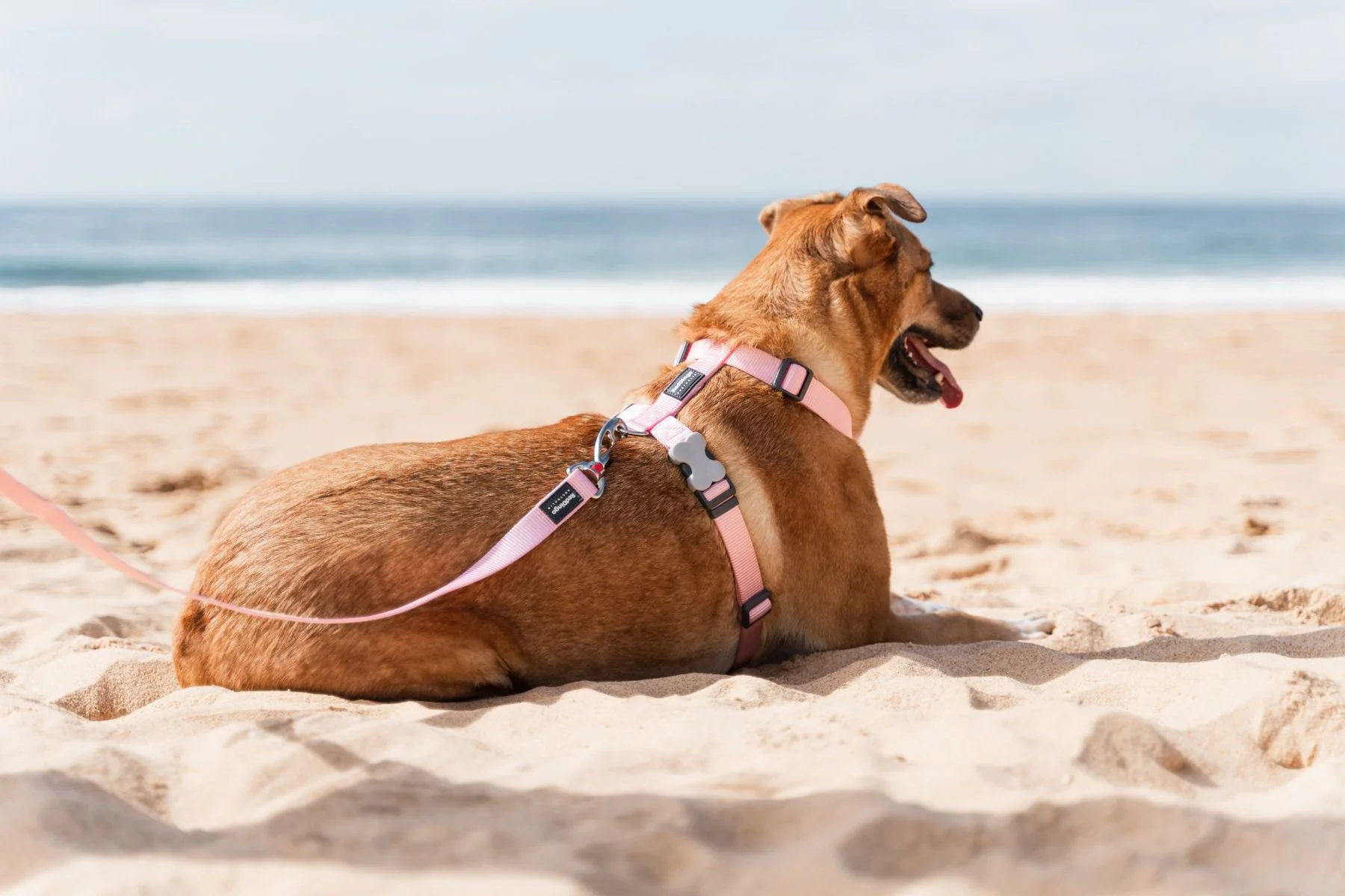 Red Dingo Dog Harness Plain Pink - Image 3