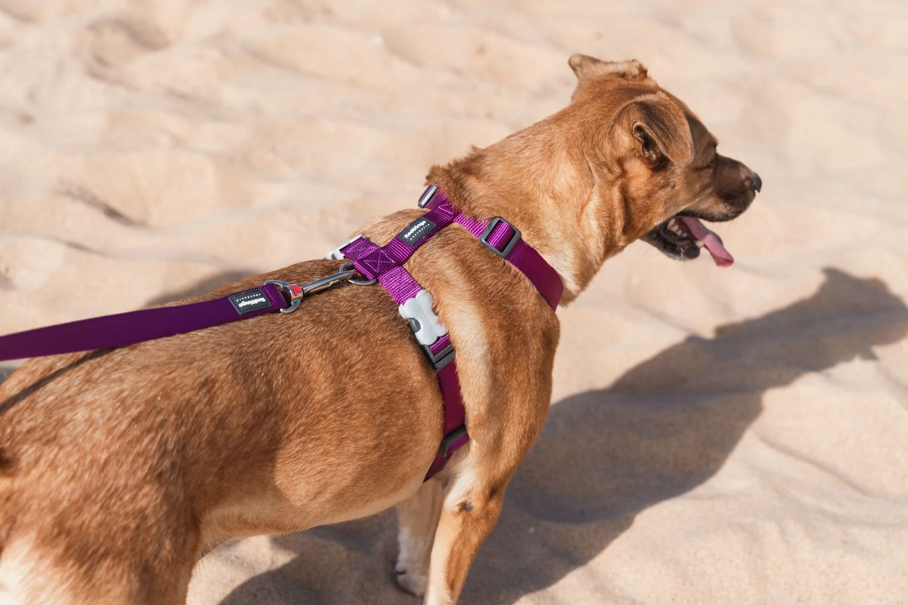 Red Dingo Dog Harness Plain Purple - Image 3