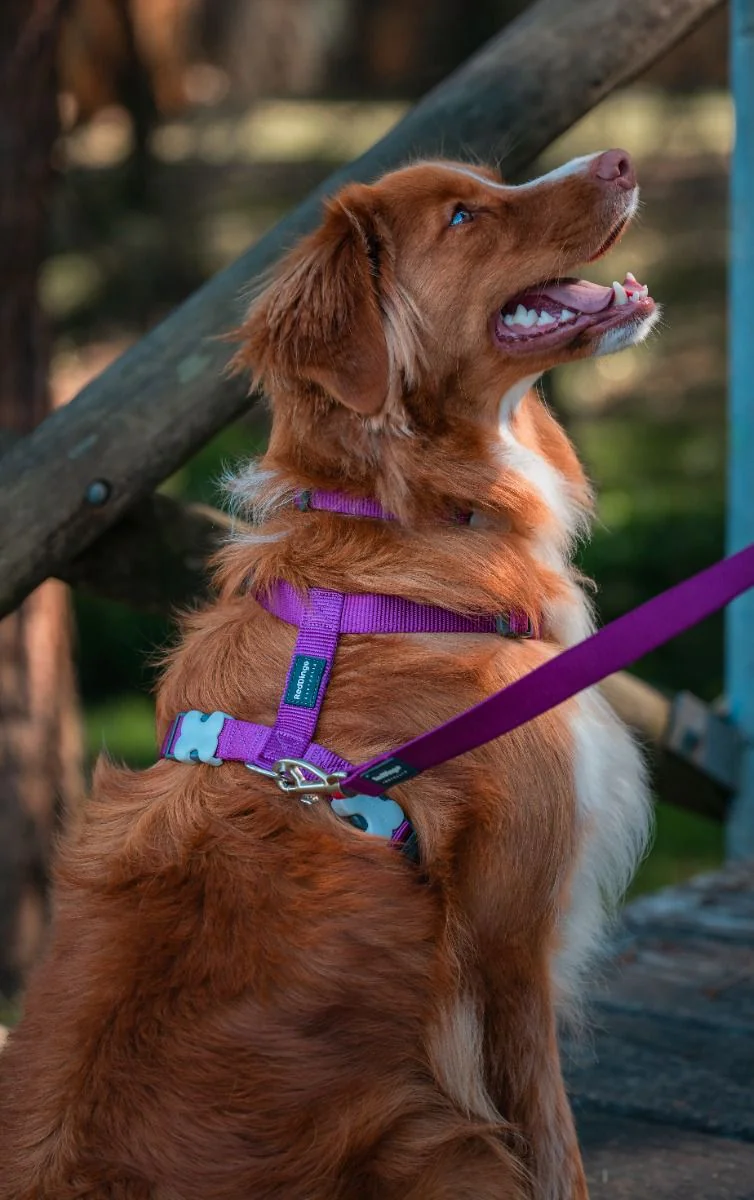 Red Dingo Dog Harness Plain Purple - Image 4
