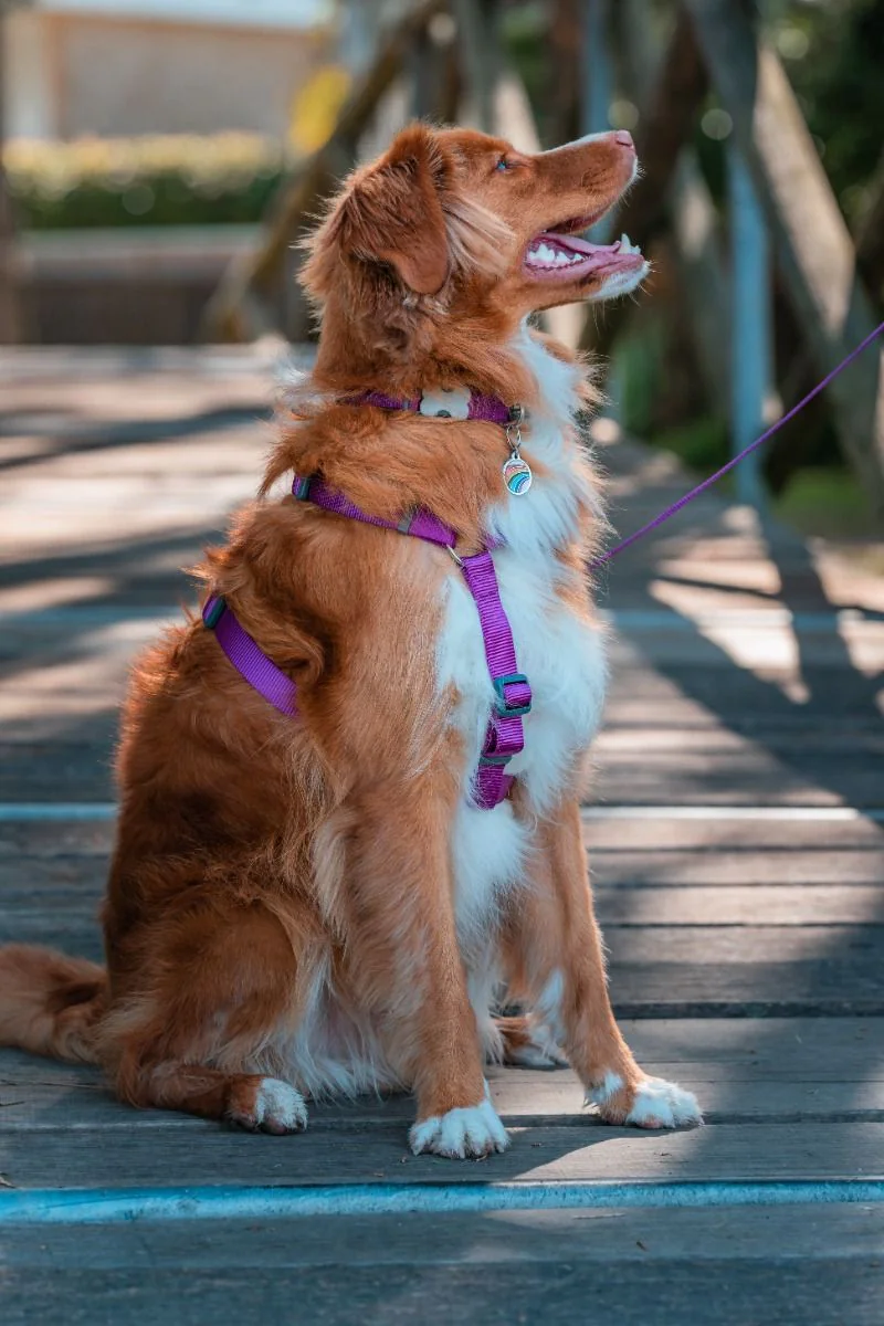 Red Dingo Dog Harness Plain Purple - Image 5