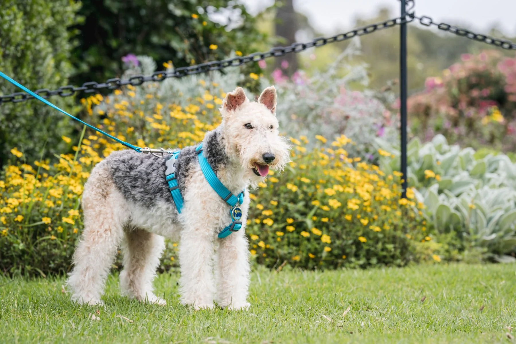 Red Dingo Dog Harness Plain Turquoise - Image 3