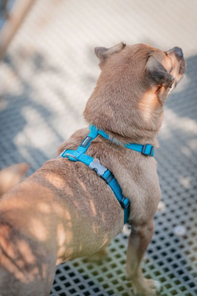 Red Dingo Dog Harness Plain Turquoise - Image 4