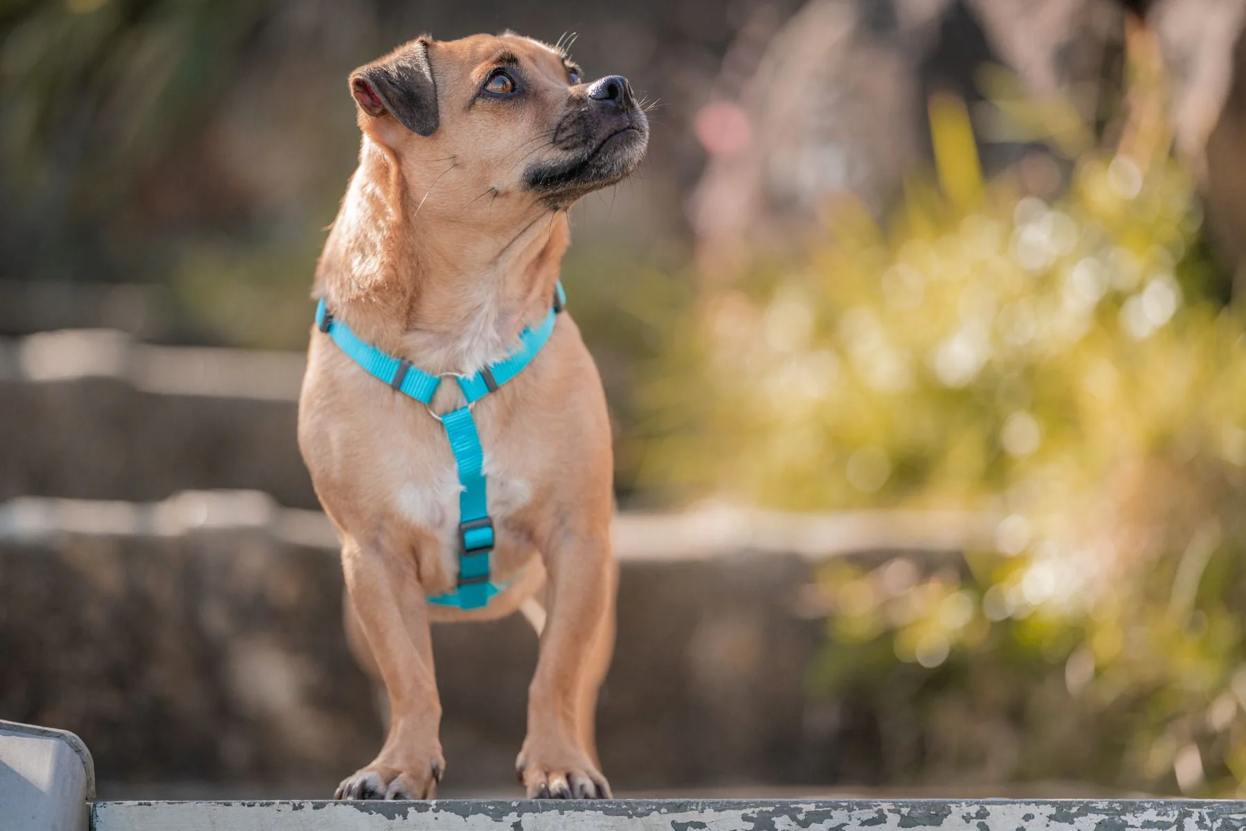 Red Dingo Dog Harness Plain Turquoise - Image 5