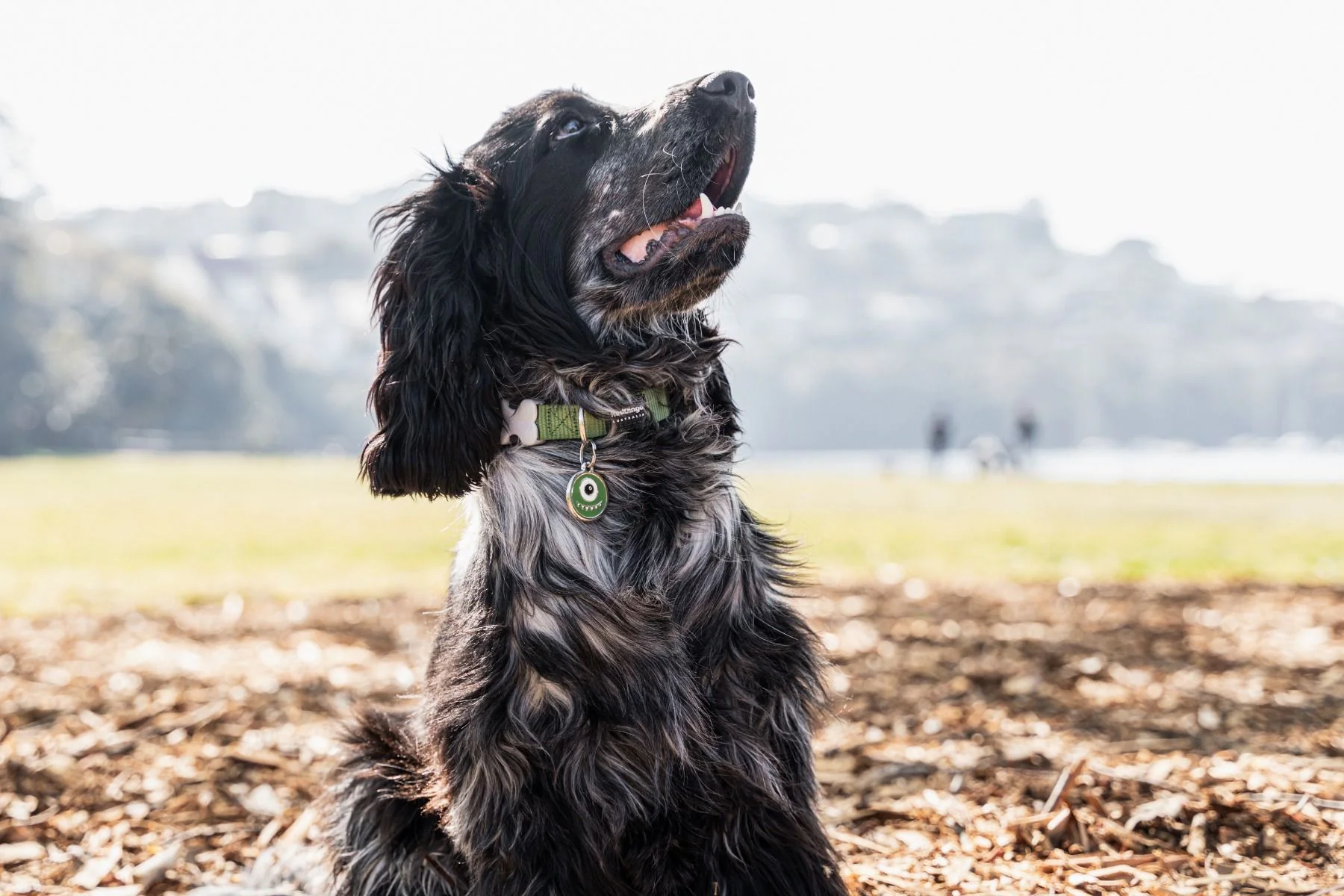 Red Dingo ID Tag Monster - Image 5