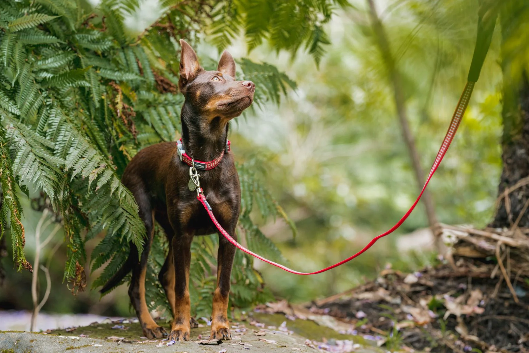 Red Dingo Dog Lead Reflective Bones Red - Image 4